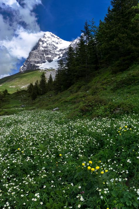 Wildflower Season in the Swiss Alps #2 [OC] [2000x3000] Pastel Background Wallpapers, Spring Scenery, Swiss Alps, Vacation Places, Nature Aesthetic, Fantasy Landscape, Scenic Views, Travel Aesthetic, Nature Pictures