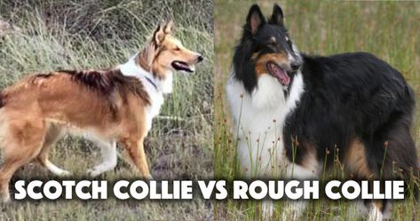 Here is the full breed comparison for Scotch Collie vs Rough Collie. Learn how these breeds diverged 150 years ago and how they are similar and different. Rough Coated Collie, Rough Collie Puppy, Scotch Collie, Collie Breeds, Rough Collies, Smooth Collie, Royal Diamond, Puppies Near Me, Collie Puppies