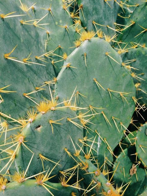 Flower Road, Cactus Party, Vsco Photography, Mountain Life, Magical Art, March 7, Cactus And Succulents, Cacti And Succulents, Cactus Plants