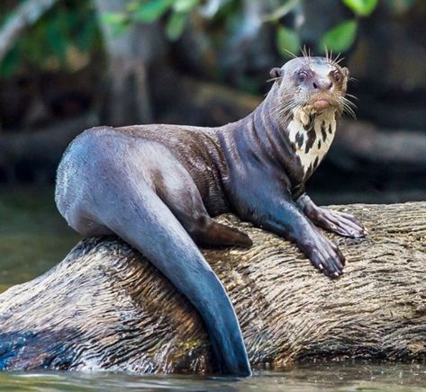 Giant Otter Otter Facts, Giant Otter, Giant River Otter, Amazon Rainforest Animals, River Turtle, Amazon Animals, River Monsters, Rainforest Animals, River Otter