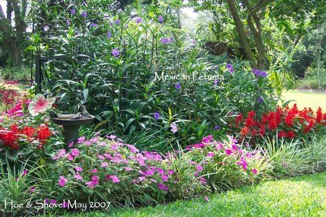 Hoe and Shovel: Before and After: Mexican Petunia Mexican Petunias, Zone 9 Gardening, Mexican Petunia, Low Maintenance Landscaping Front Yard, Backyard Flowers Beds, Front Yard Flowers, Gardening Zones, Backyard Designs, Southern Garden