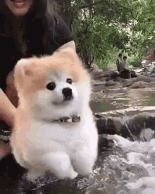 Pomeranian Swimming GIF - Pomeranian Swimming Fluffy GIFs Söt Katt, Airedale Terrier, Dog Gifs, 귀여운 동물, Cuteness Overload, Cute Funny Animals, Animals Friends, Animal Gifs, Dog Life