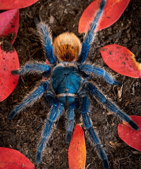 Greenbottle Blue Tarantula: GBB Care, Facts & Species - More Reptiles Greenbottle Blue Tarantula, Green Bottle Blue Tarantula, Trantuala Spider, Blue Tarantula, Goofy Animals, Pet Tarantula, Danger Noodles, Spiders And Snakes, Wolf Spider