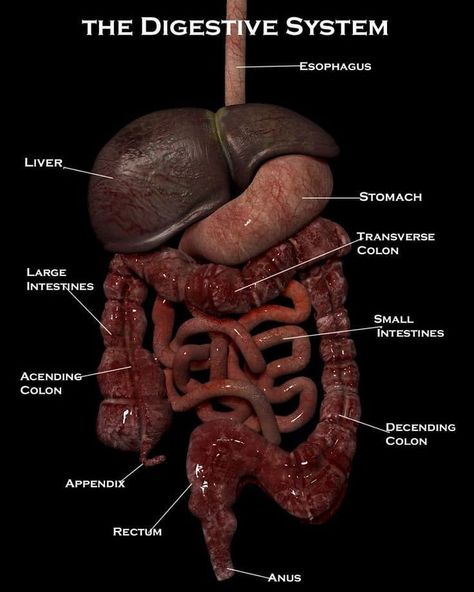 1,110 Me gusta, 5 comentarios - Mudgal Biology (@mudgalbiology) en Instagram: "The whole digestive system in one frame with labeling! #saturdayvibes Thanks for ur love and…" Intestines Anatomy, Human Body Vocabulary, Digestive System Anatomy, Human Digestive System, Sistem Pencernaan, Human Body Organs, Human Body Facts, Bolesti Chrbta, The Digestive System