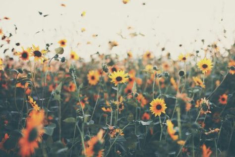 Wallpaper Wildflowers, Wallpaper Sunflower, Flower Desktop, Flower Desktop Wallpaper, Wildflower Meadow, Laptop Wallpaper, Background Wallpaper, Aesthetically Pleasing, Life Is Beautiful