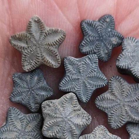 Sean Rice on Instagram: "Tiny Jurassic fossils from the river foreshore this afternoon #fossils #fossilhunting #crinoids #crinoid #ammonite #bivalve #jurassic #pyrite" Fossils Aesthetic, Paleontologist Aesthetic, Ocean Fossils, Gcse Ceramics, Draping Project, Pebble Stack, Fossil Rocks, Plant Fossils, Sea Fossils