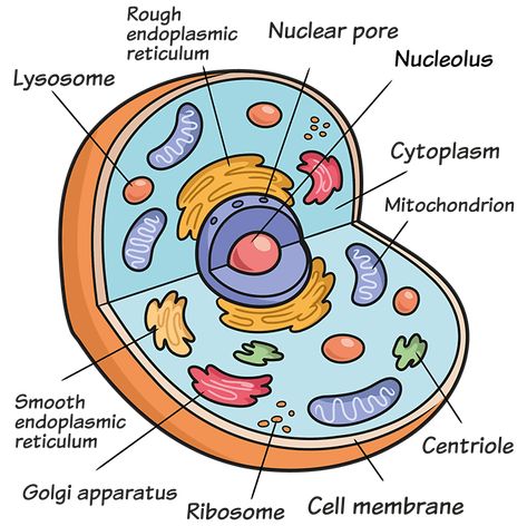 Animal Cell Sketch, Plant Cell And Animal Cell Drawing, Plant And Animal Cell Drawing, Cell Drawing Biology, Animal Cell Drawing With Label, Cell Structure Drawing, Human Cell Drawing, Eukaryotic Cell Drawing, Cell Sketch