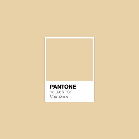 Discover FHI Cotton's Swatch Library in 1 Place · PANTONE 13-0916 TCX Chamomile Color · #Pantone #Color #Swatch #Fashion · @pantonecolor · Kid’s Pattern Pantone Swatches, Pantone Palette, Color Pantone, Pantone Colour Palettes, Amber Light, Pantone Colors, Amber Lights, Color Palette Design, Colour Board