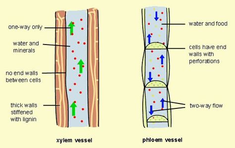 Differences between Xylem and Phloem vessels. The structure is cylinder tube. While the function of Xylem carries out the water while phloem distributes it. Xylem And Phloem, Photosynthesis Activities, Biology Plants, Biology Revision, Plant Physiology, Science Anchor Charts, Biology Classroom, Ap Biology, 6th Grade Science