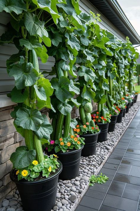 Home Vegetable Garden Design, Trellis Ideas, Vegetable Garden Diy, Veg Garden, Home Vegetable Garden, Container Gardening Vegetables, Vegetable Garden Design, Food Garden, Fruit Garden