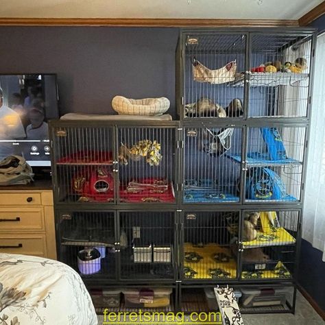 Ferret Cage Setup Ideas, Ferret Playpen, Ferret Cage Ideas, Ferret Room, Ferret Diy, Pet Rat Cages, Ferret Stuff, Ferret Toys, Ferrets Care