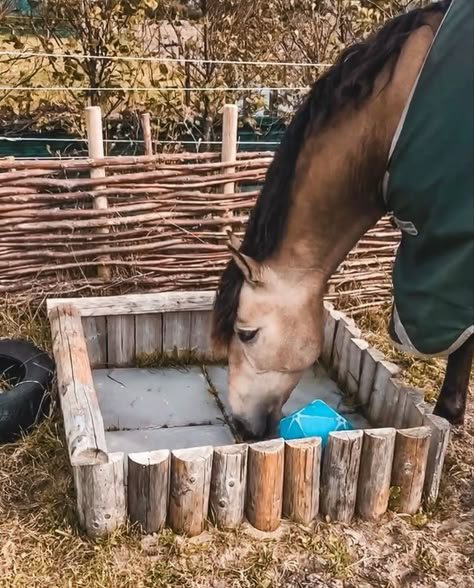 Paddock Trail, Horse Farm Ideas, Horse Paddock, Diy Horse Barn, Paddock Paradise, Horse Shelter, Horse Barn Plans, Horse Facts, Mini Horse