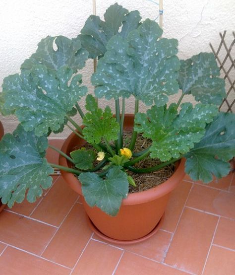 Organic container gardening: Growing Zucchini (Courgettes) in Pots Growing Zucchini, Easy Vegetables To Grow, Organic Vegetable Garden, Garden Veggies, Veg Garden, Organic Gardening Tips, Container Garden, Veggie Garden, Growing Food