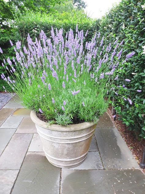 Lavendula 'Phenomenal' is a very hardy lavender that will replace the dead rosemary. Potted Lavender, Low Water Plants, Patio Plants, Garden Containers, Garden Cottage, Container Plants, Dream Garden, Garden Center, Walkway