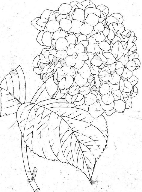 Hydrangea  Line Drawing | photo Hur Man Ritar Blommor, Ako Kresliť, Flower Sketches, Plant Drawing, Coloring Book Pages, Drawing People, Fabric Painting, 그림 그리기, Flower Drawing