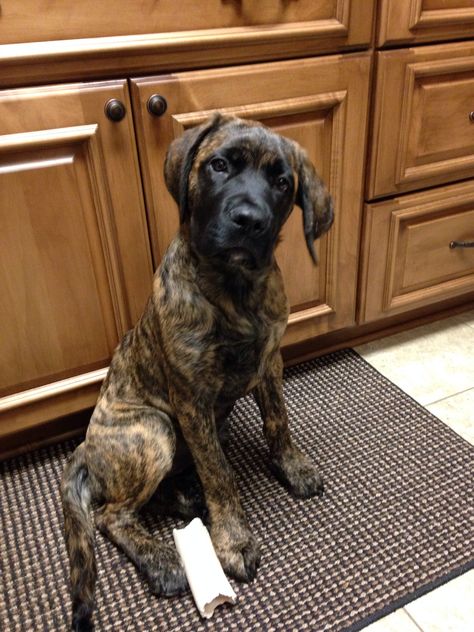 Brindle English mastiff Lexi my dog Brindle English Mastiff Puppy, Brindle Dog, Brindle English Mastiff, Brindle Mastiff, American Mastiff, Anime Puppy, Dog Advice, Mastiff Puppies, Dog Line Art