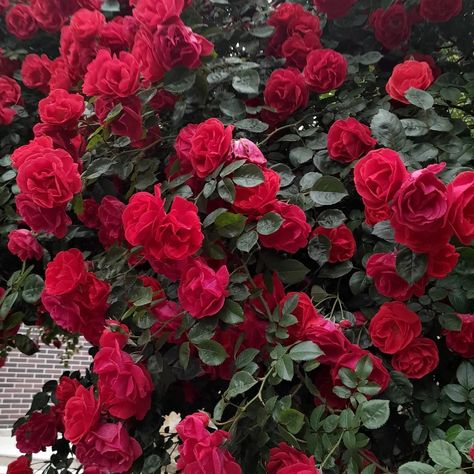 Amazing rose bush with red, almost dark red, blossoms. Rose garden. Red Rose Bush Aesthetic, Red Rose Garden Aesthetic, Rose Bush Aesthetic, Rose Bushes Landscape, Acotar Wedding, Red Rose Bush, Red Rose Garden, Red Roses Garden, Abby Jimenez