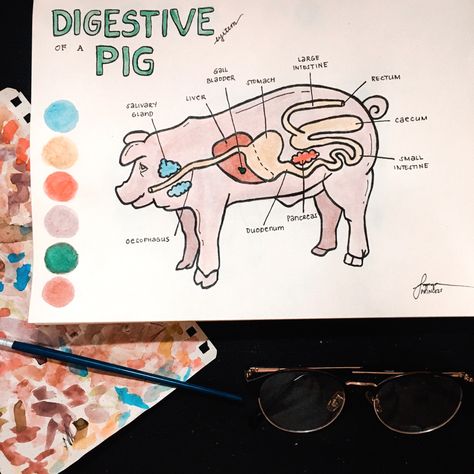 Digestive System of a Pig drawing illustration (watercolor) Animal Digestive System Project, Pig Demonstration Ideas, Vet Poster Ideas, Agriscience Fair Projects Ffa, 4 H Pig Poster Ideas, Pig Poster Ideas For Fair, 4h Pig Poster Ideas, Vet Science 4h Project, 4h Demonstration Ideas