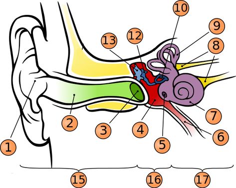 Human Ear Diagram, Ear Diagram, Human Body Worksheets, Ap Psych, Ear Anatomy, Nursing School Survival, Human Ear, Study Flashcards, Ear Parts