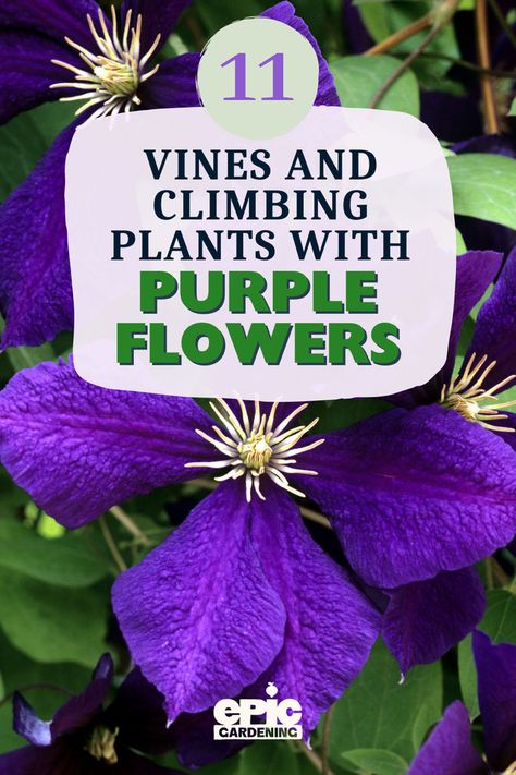 Close up of a dark purple flower growing on a vine Plants With Purple Flowers, Rose Bush Care, Best Perennials For Shade, French Cottage Garden, Purple Perennials, Purple Flowering Plants, Purple Flowers Garden, Perennial Flowers, Garden Help