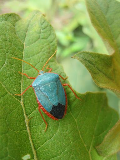 Turquoise Shield Bug Edessa rufomarginata Shield Bug, Amazing Insects, Shield Bugs, Beautiful Insects, Beautiful Bugs, Arthropods, Painting Inspo, Pretty Animals, Arachnids