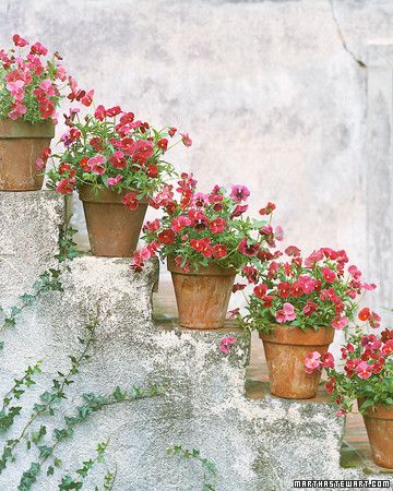 Pansies and their cousins violas are among the most popular garden plants, adding color, whimsy, and grace to a bed, a border, or steps. Potted Flowers, Pot Plants, 강아지 그림, Garden Containers, Deco Floral, Dream Garden, Geraniums, Pansies, Garden Inspiration