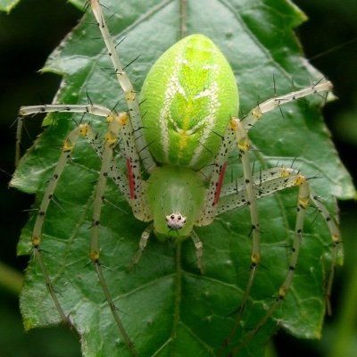 invertebrate on Twitter: "I like how the pupil facing the light is less dilated than the one in the dark https://t.co/HvhQ2qB2Fw" / Twitter Lynx Spider, Arachnids Spiders, Weird Insects, Spider Species, Cool Insects, Cool Bugs, Jumping Spider, Beautiful Bugs, Creepy Crawlies