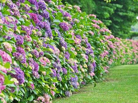 Backyard Hydrangeas, Hydrangea Hedge, Barn Landscaping, Chatham Bars Inn Wedding, Outdoor Improvements, Big Leaf Hydrangea, Bigleaf Hydrangea, Hydrangea Shrub, Types Of Hydrangeas