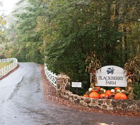 Blackberry Farm Tennessee, Farm Entrance, Blackberry Farm, Blackberry Farms, Farm Business, Southern Lady, Farm Fence, Corn Maze, Farm Signs