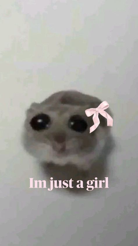 sad hamster :3 Im Just A Girl Hamster, Hamster Hd, Hamster Wallpaper, Hamster Pics, Hamster Meme, Im Just A Girl, Funny Hamsters, Like I Love You, Sticker Printing