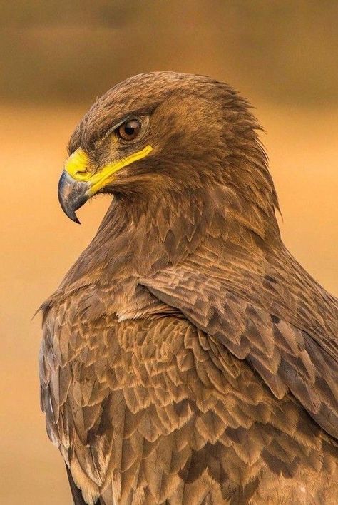 Brown Eagle, Regard Animal, Aigle Royal, Raptors Bird, Sacred Groves, Eagle Drawing, Eagle Images, Bird People, Eagle Pictures