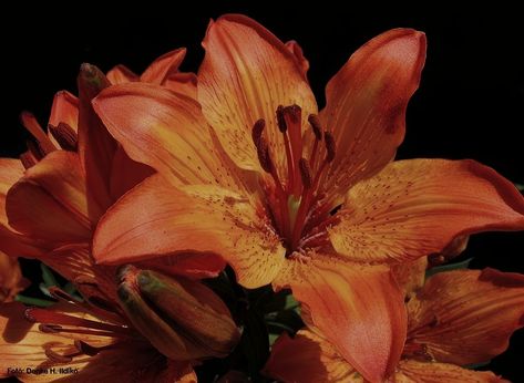 Aesthetic Widgets Vintage, Flower Mac Wallpaper Desktop Backgrounds, Orange Lilies Aesthetic, Cool Widgets Ideas, Lily Macbook Wallpaper, Ipad Wallpaper Aesthetic Fall Horizontal, Flowers Playlist Cover, Flowers Spotify Cover, Sade Aesthetic Wallpaper Laptop