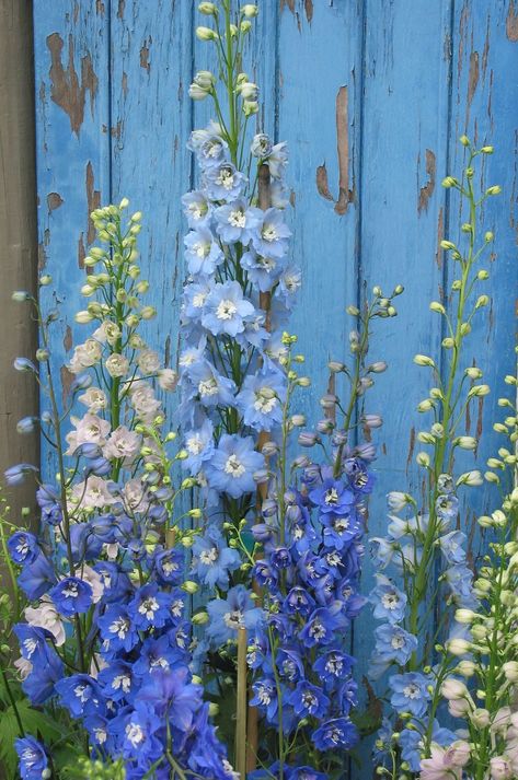 Blue Flowers Garden, Blue And White Flowers, Cottage Garden Design, Peeling Paint, Delphinium, Garden Cottage, English Garden, Dream Garden, Garden Planning