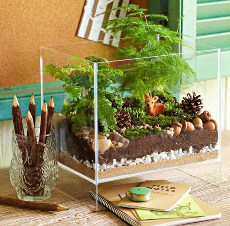 woodland terrarium....cute for a kid's room Cactus Terrarium, Mini Terrarium, Terrarium Diy, Garden Terrarium, Indoor Gardens, Terraria, Terrarium Plants, Succulent Terrarium, Cactus Y Suculentas