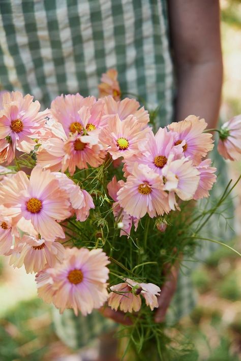 Cosmos Apricotta, Cosmos Bipinnatus, Growing Dahlias, Bachelor Buttons, Cosmos Flowers, Veggie Garden, Life Cycle, Summer Winter, Flower Seeds