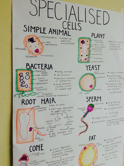 tbh, go study — hitting-the-books: 29.05 | From my B2 revision... Cell Organisation Revision, Cells Revision Notes, Revision Poster Ideas, Biology Poster Ideas High Schools, Biology Poster Ideas, Science Poster Ideas, Specialised Cells, Revision Poster, Texas Homeschool