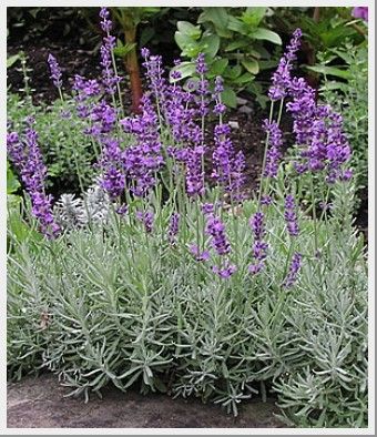 Hidcote Lavender, Lavender Hidcote, Deer Resistant Garden, Edging Plants, Lavender Plants, Making Plant Pots, Lavender Herb, City Flowers, Deer Resistant Plants