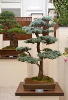 Cedar Bonsai, Japanese White Pine, Blue Atlas Cedar, Cedrus Atlantica, Atlas Cedar, Bonsai Tree Types, Pine Bonsai, Indoor Bonsai Tree, Lucky Plant