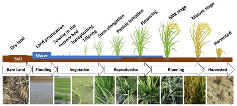 Agriculture | Free Full-Text | Rice Growth Stage Classification via RF-Based Machine Learning and Image Processing Rice Cultivation, Growing Rice, Smart Farming, Rice Plant, Decision Tree, Bible Images, Google Scholar, Canopy Cover, Gaming Room Setup