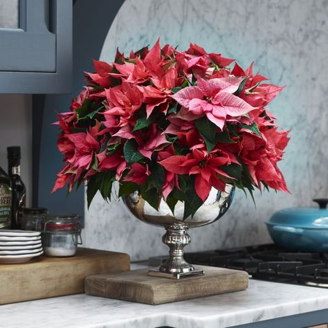 The poinsettia (or Mexican Flame Tree or Christmas Star, as it is also known) is synonymous with the festive season but keeping the plant alive long enough to see Christmas Day can be a challenge. We show you how to get it right and keep it alive this festive season!  #christmasflowers #christmasstar #poinsettiaplant Poinsettia Pot Ideas, Poinsettia Centerpiece Christmas, Poinsettia Floral Arrangements, Pointsetta Centerpieces Christmas, Poinsettia Christmas Decor, Wallpaper Plants Aesthetic, Aesthetic Plant Wallpaper, Poinsettia Centerpiece, Wallpaper Plants