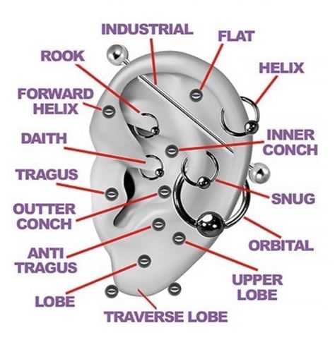 Ear Piercing Diagram, Ear Piercings Placement Chart, All Ear Piercings, Piercing Designs, Ear Piercing Names, Ear Piercings Industrial, Gauges Piercing, Ear Peircings, Snug Piercing