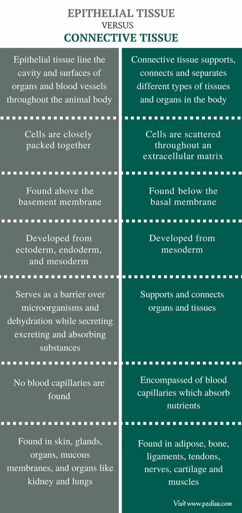 Difference Between Epithelial and Connective Tissue - Comparison Summary Connective Tissue Anatomy Notes, Epithelium Tissue Notes, Epithelial Tissue Notes, Connective Tissue Notes, Epithelial Tissue Anatomy Notes, Tissues Notes, Epithelial Tissue, Tissue Biology, Basement Membrane