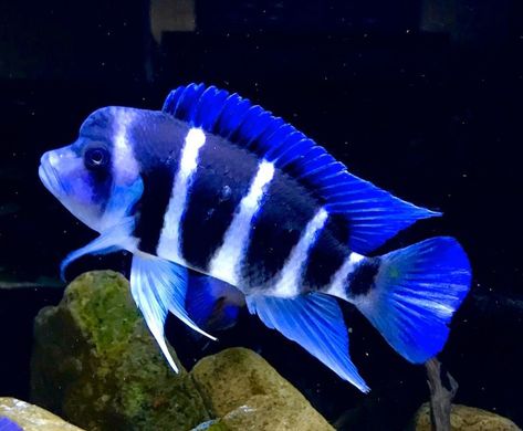 Frontosa Cichlids, African Cichlid Aquarium, Cichlid Aquarium, Cichlid Fish, Lake Tanganyika, Fish Keeping, African Cichlids, Cool Fish, Beautiful Sea Creatures