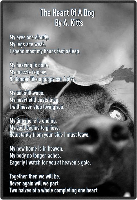 Losing A Dog Quotes Comforting Words, Losing A Dog Quotes, Dog Heaven Quotes, Pet Poems, Miss My Dog, Dog Poems, Colorful Hairstyles, Dog Quotes Love, Sympathy Quotes