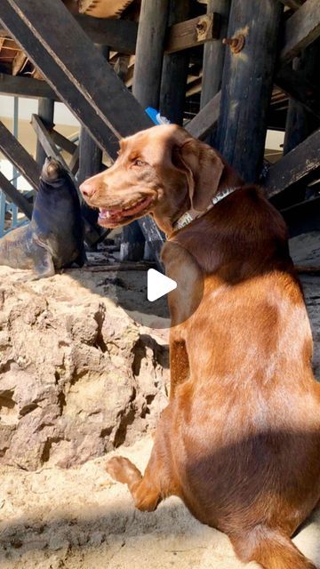 1.8M views · 262K likes | The Dodo on Instagram: "Straight out of a movie! 💙😮

We talked to Lindsay Greenberg about this amazing friendship — follow @linzybinzy120 on TikTok for more!" Dogs Talking Videos, Dogs Talking, Talking Dogs Funny Video, Funny Talking Dog Videos, Alien Aesthetic, Dog Memes Hilarious, Dog Memes Hilarious Laughing, Algarve Portugal, Animal Videos