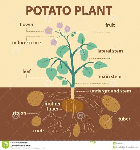 Illustration Showing Parts Of Potato Platnt Stock Vector - Image ... Ymca After School Program, Plant Worksheet, Potato Drawing, Life Cycles Preschool, Potato Plant, Plants Worksheets, Sweet Potato Plant, Homeschool Preschool Activities, Growing Potatoes