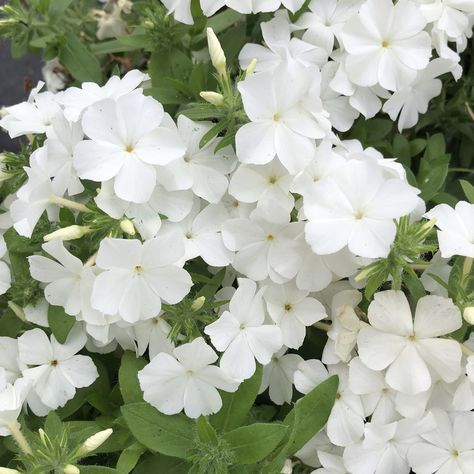 Phlox INTENSIA White - Buy Phlox Annuals Online White Phlox Flower, Aerial Plants, Phlox Flower Perennial Plant, Tall Phlox Flower Perennial Plant, Tall Phlox, Phlox Jeana, Rental Upgrades, Phlox Pilosa, Phlox Plant