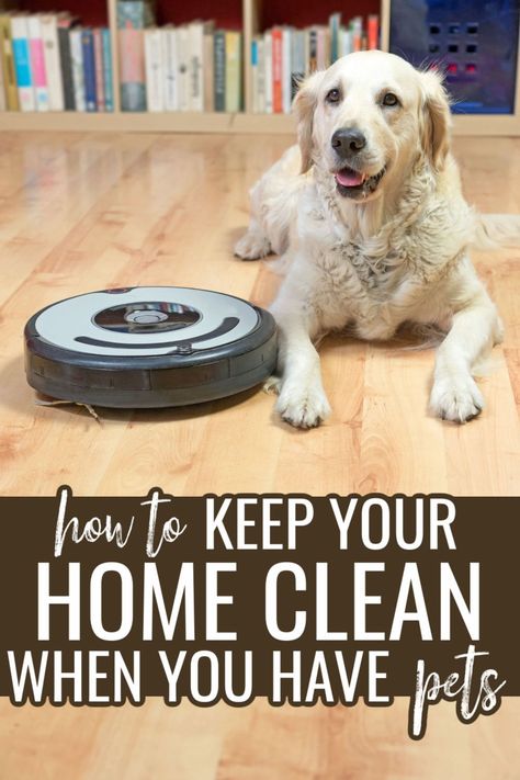 Just because you have pets doesn't mean that you can't keep your house clean. Check out these 5 tips to help you clean your house and get rid of the pet hair and odor. Best Robot Vacuum, Dog Hair Cleaning, Keep Your House Clean, Pet Hair Vacuum, Clean Your House, Cleaning Pet Hair, Dog Ball, Owning A Cat, Smart Dog