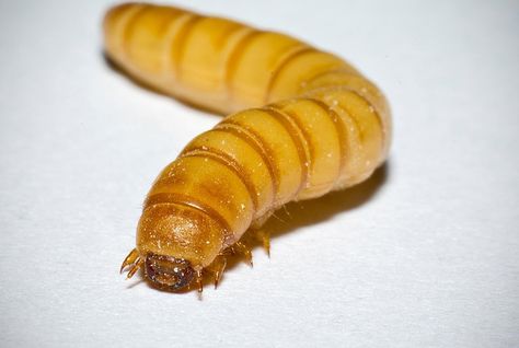 Microbes in the beetle larvae's guts help break down polystyrene Mealworm Farm, Cricket Farming, Meal Worms, Human Food, Reptiles Pet, Latest Books, High Protein Recipes, Food Animals, Coming Soon