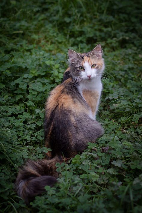 Gorgeous Cats, Forest Cat, Cat Pose, Norwegian Forest Cat, Pretty Animals, Airbrush Art, Cat Photography, Warrior Cat, Calico Cat